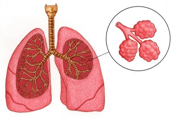 肺結節高危險族群